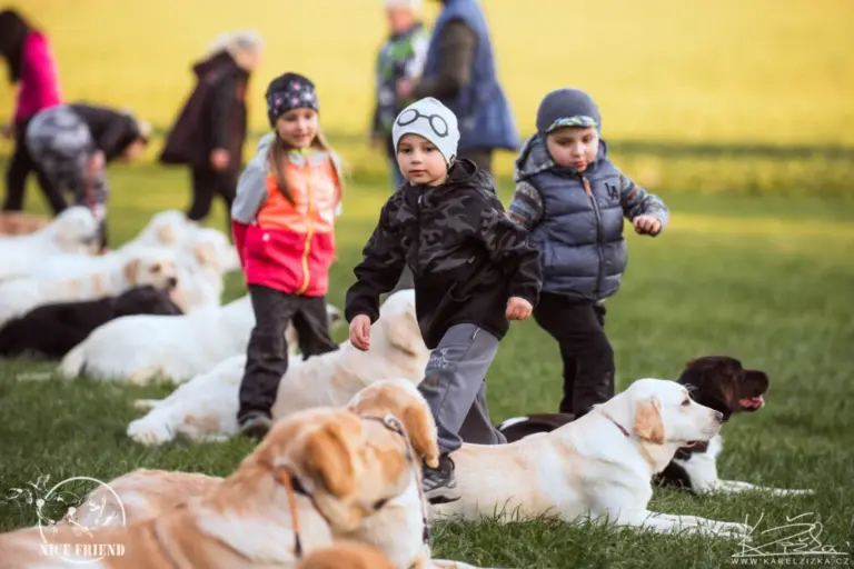Štěně labradora na první procházce.
