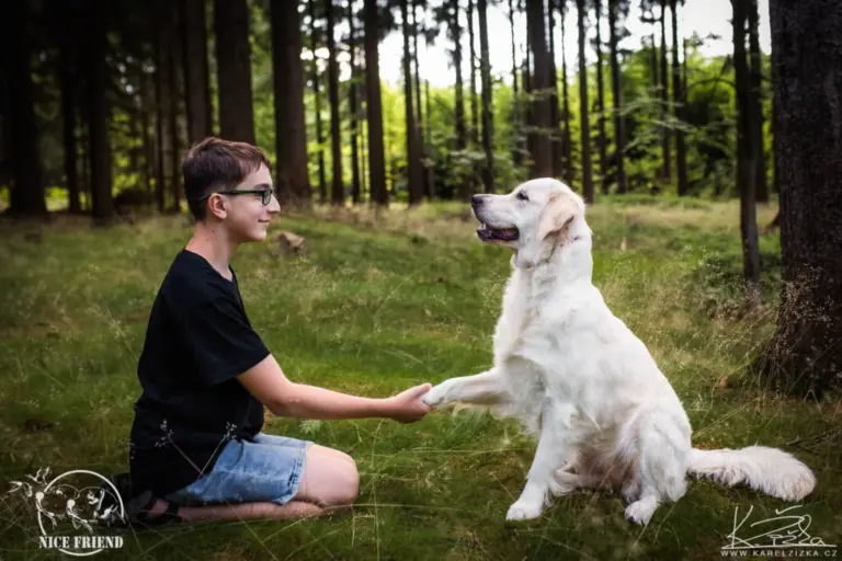Retrívr ve vodě při aportu.