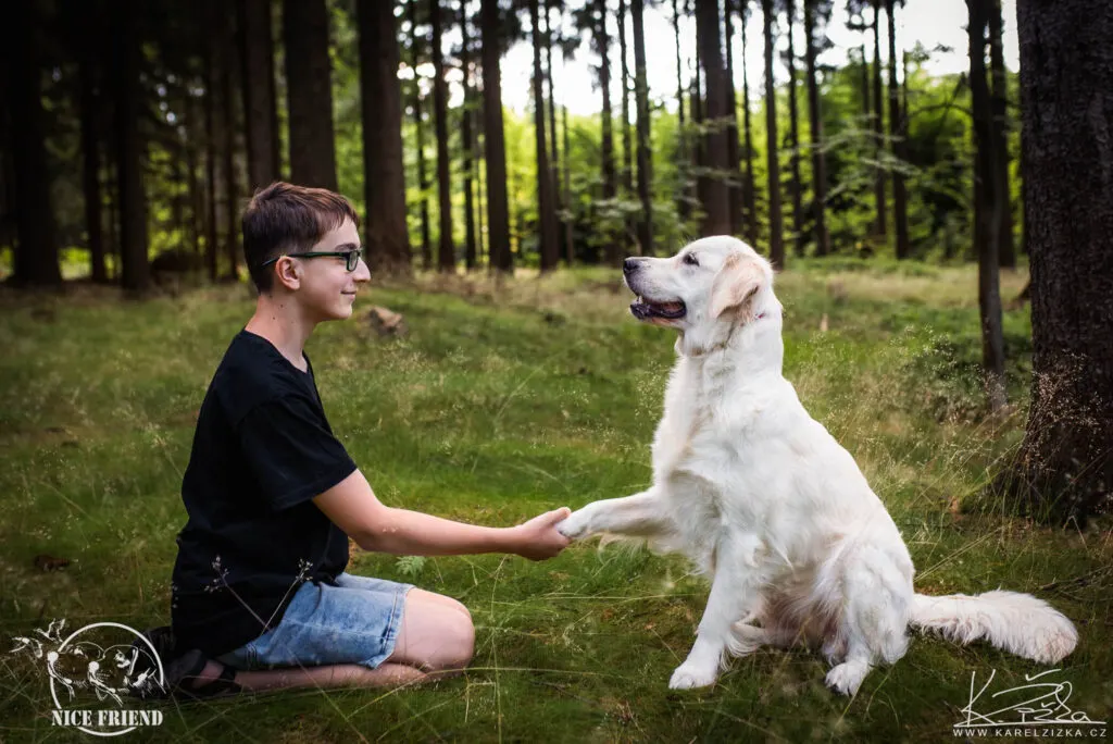 Retrívr ve vodě při aportu.